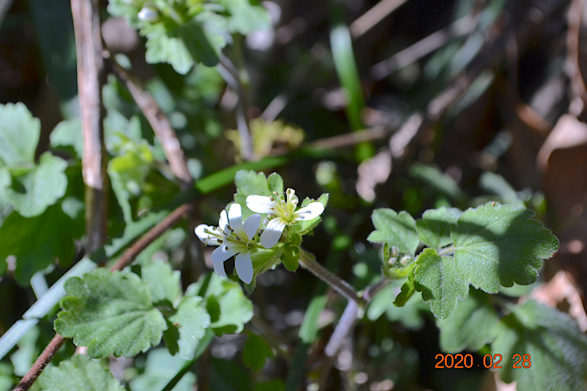 f:id:masatdm1951:20200228232336j:plain