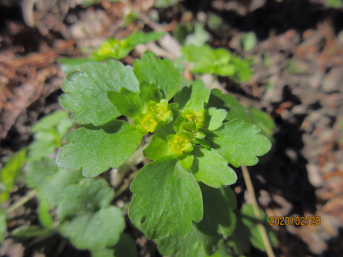 f:id:masatdm1951:20200228232412j:plain