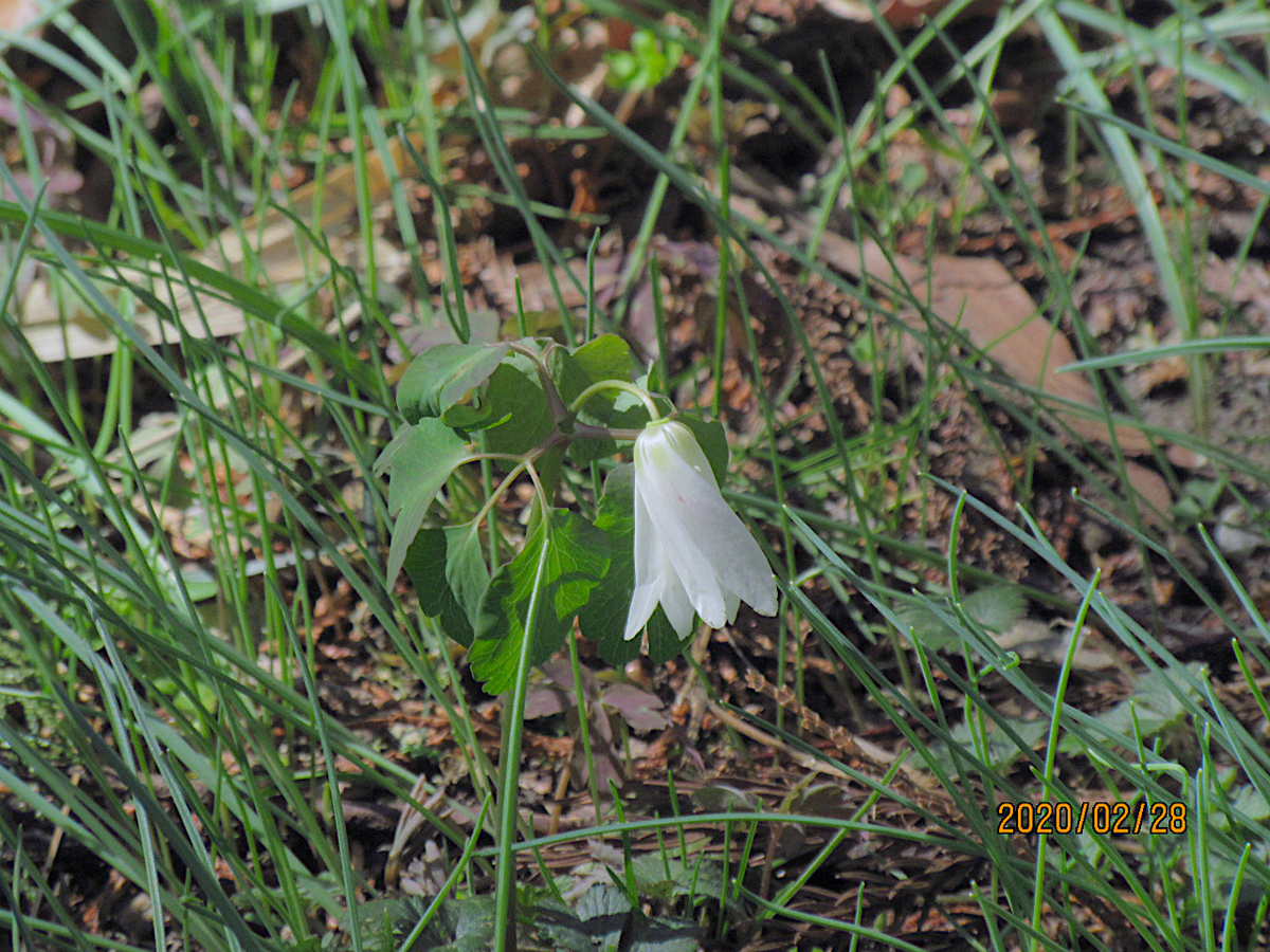 f:id:masatdm1951:20200228232428j:plain