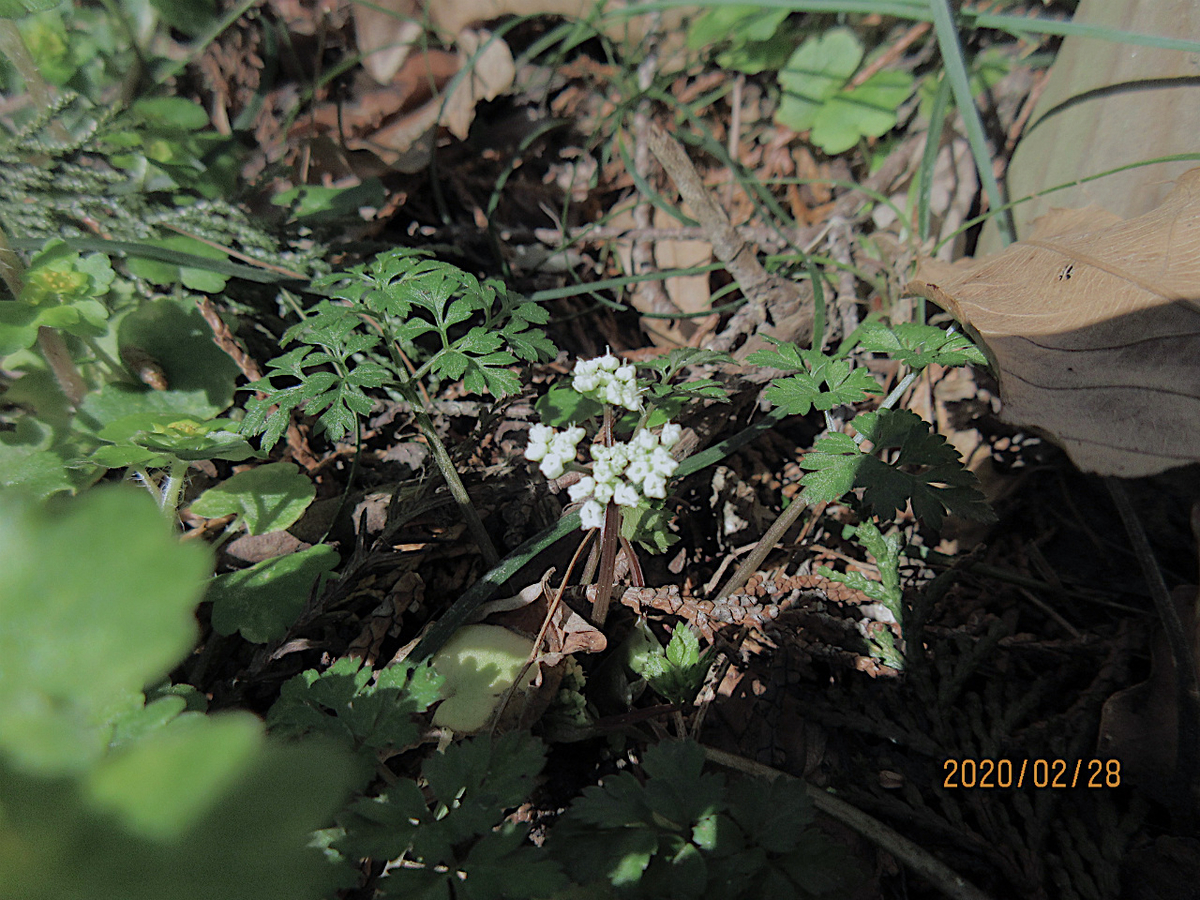 f:id:masatdm1951:20200228232440j:plain