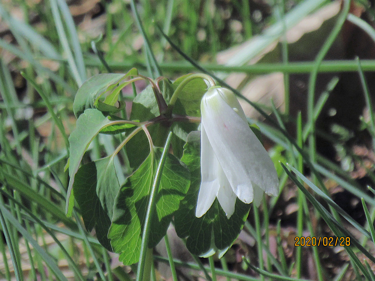 f:id:masatdm1951:20200228232453j:plain