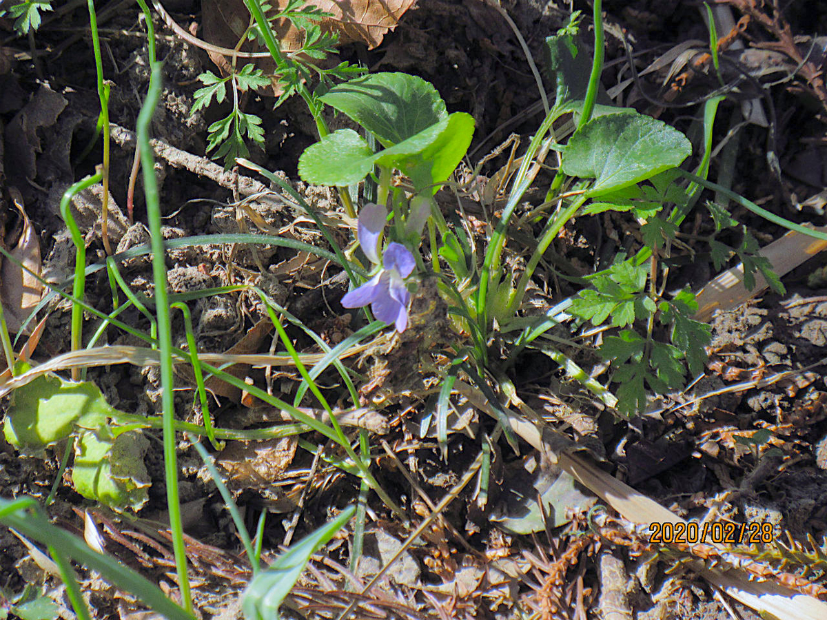 f:id:masatdm1951:20200228232505j:plain