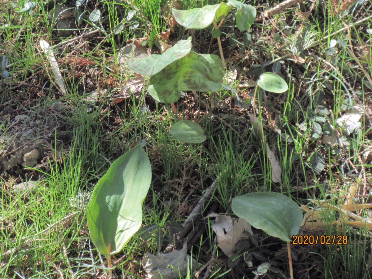 f:id:masatdm1951:20200228232640j:plain