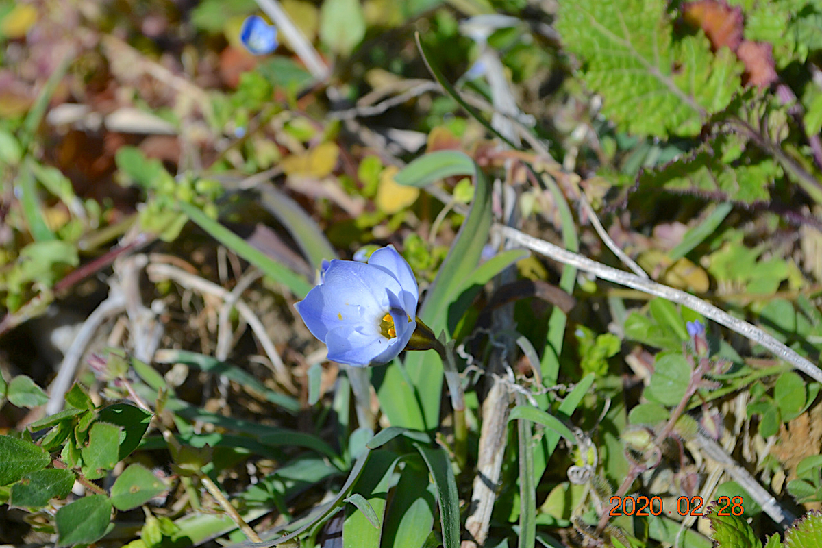 f:id:masatdm1951:20200228232740j:plain