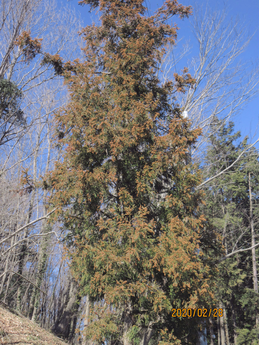 f:id:masatdm1951:20200228232957j:plain