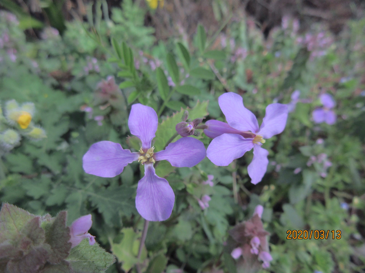 f:id:masatdm1951:20200313163449j:plain