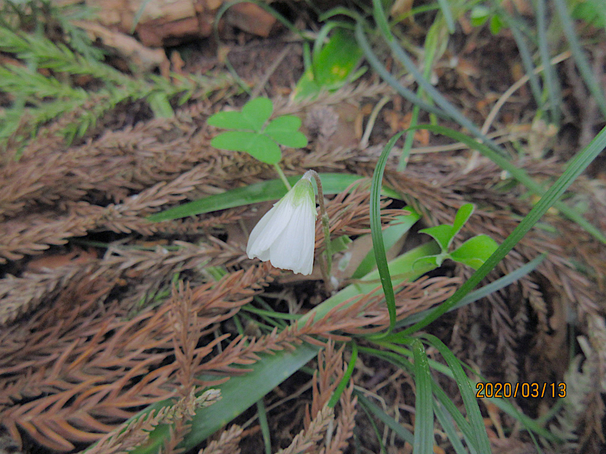 f:id:masatdm1951:20200313163743j:plain