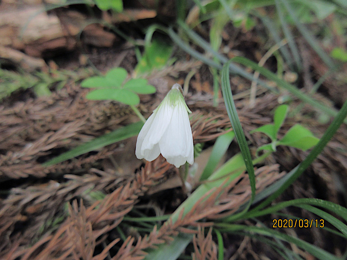 f:id:masatdm1951:20200313163751j:plain