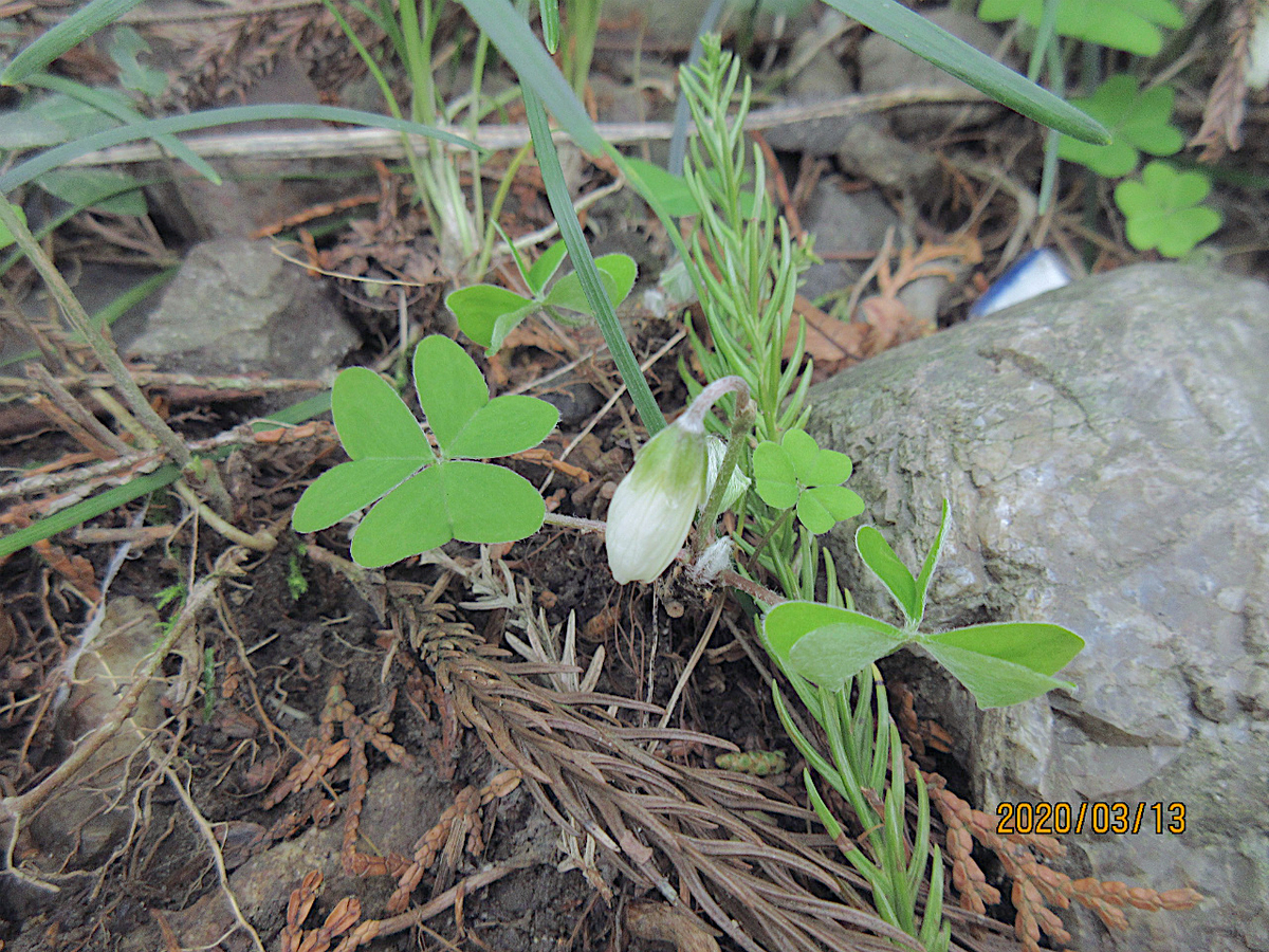 f:id:masatdm1951:20200313163806j:plain