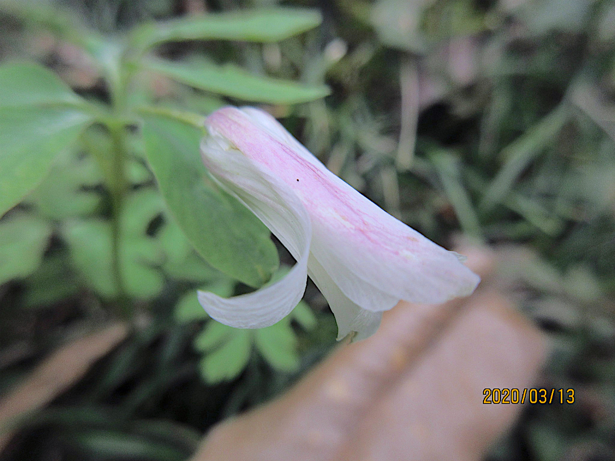 f:id:masatdm1951:20200313200654j:plain