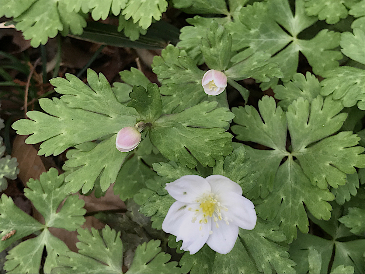 f:id:masatdm1951:20200313200724j:plain