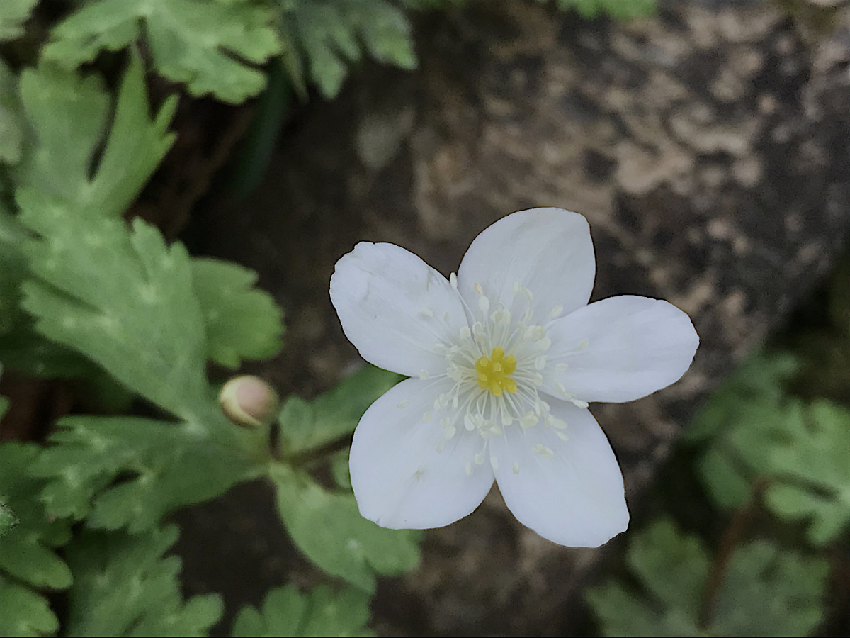 f:id:masatdm1951:20200313200814j:plain