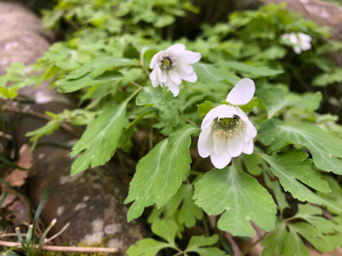 f:id:masatdm1951:20200313200831j:plain