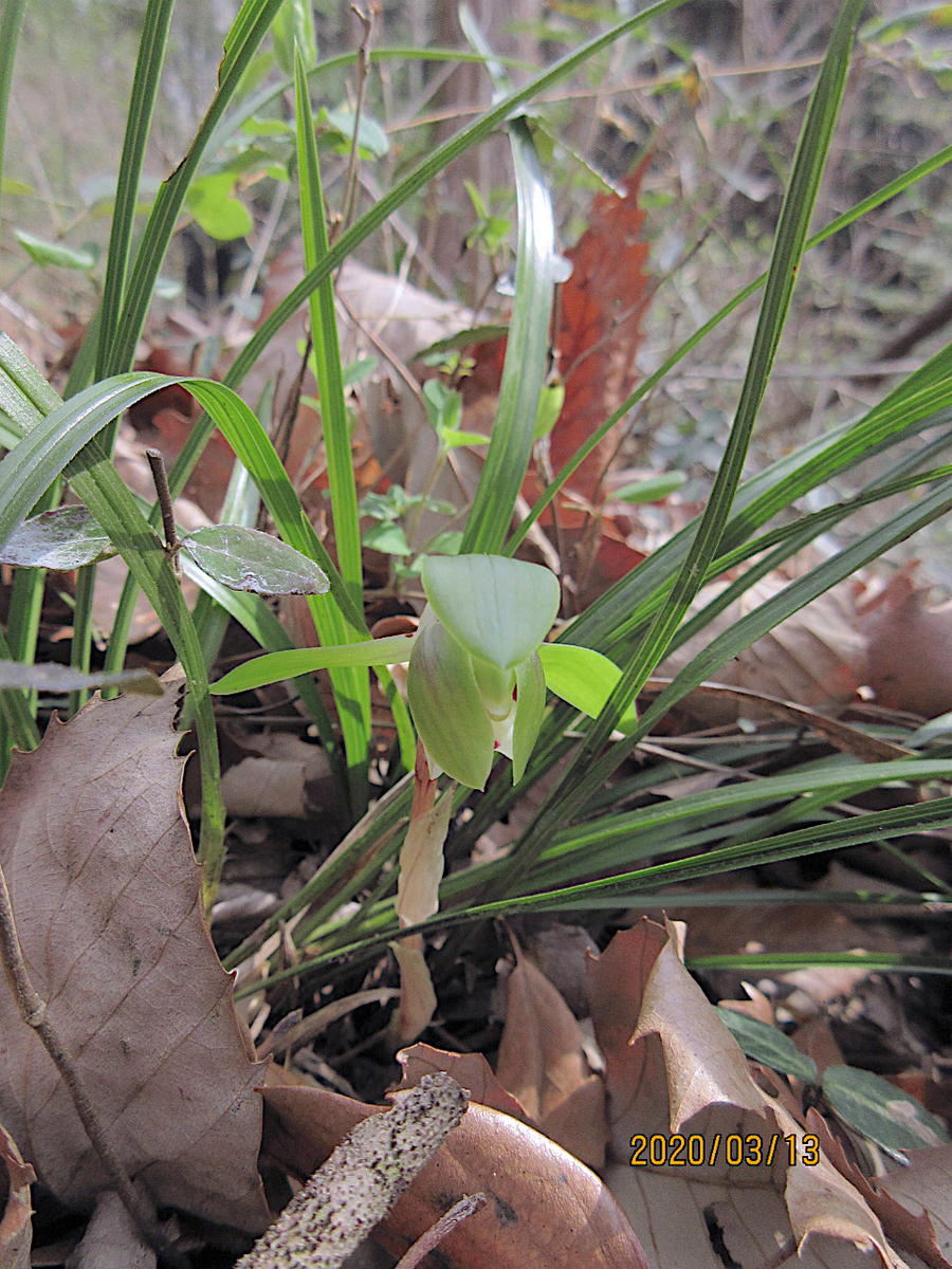 f:id:masatdm1951:20200313200906j:plain