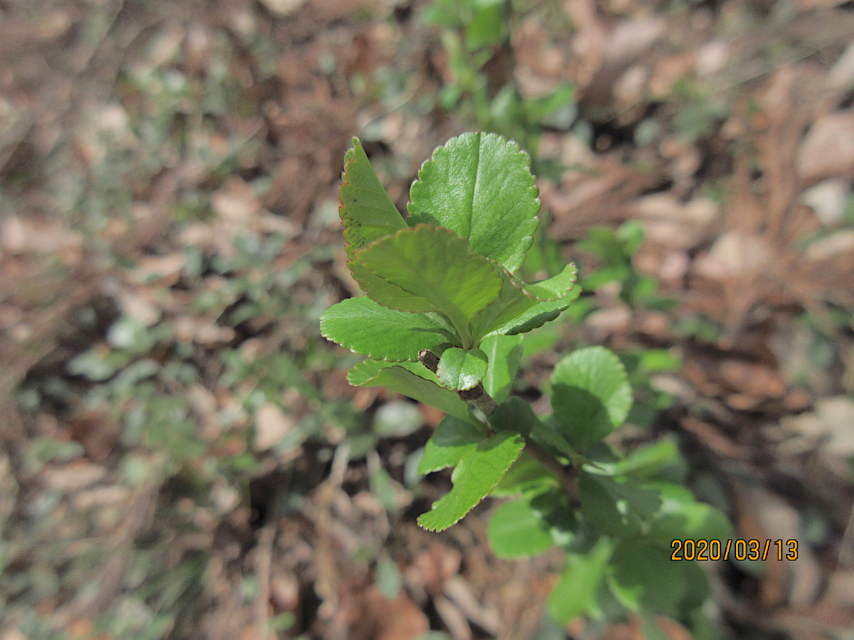 f:id:masatdm1951:20200313200908j:plain