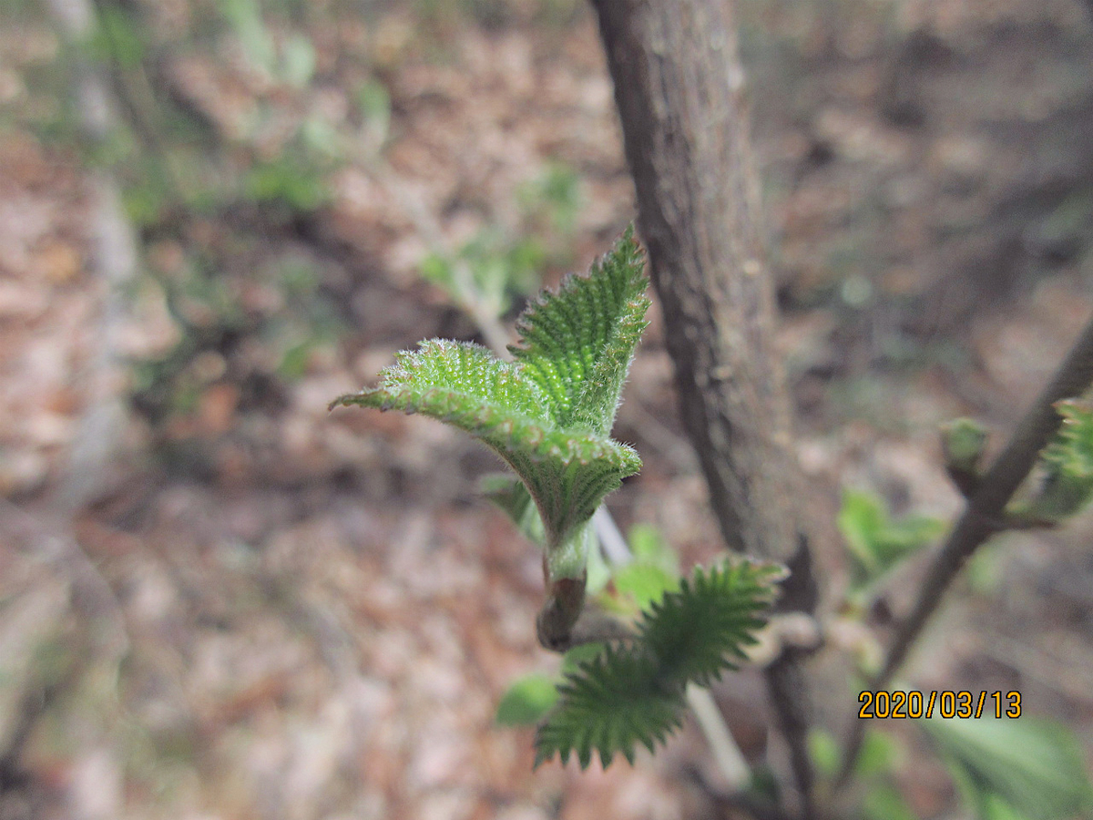 f:id:masatdm1951:20200313200932j:plain