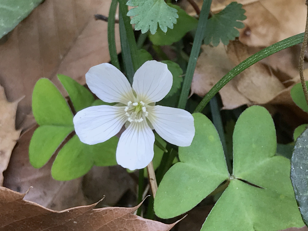 f:id:masatdm1951:20200313202234j:plain