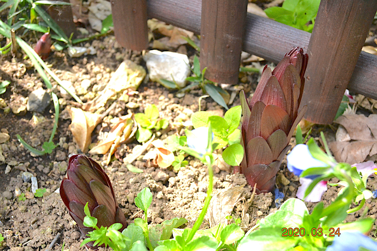 f:id:masatdm1951:20200324203936j:plain f:id:masatdm1951:20200324203936j:plain