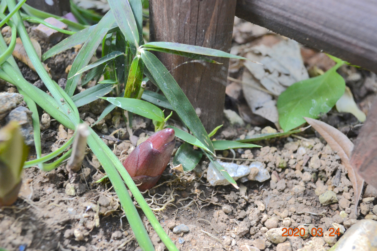 f:id:masatdm1951:20200324204005j:plain f:id:masatdm1951:20200324204005j:plain