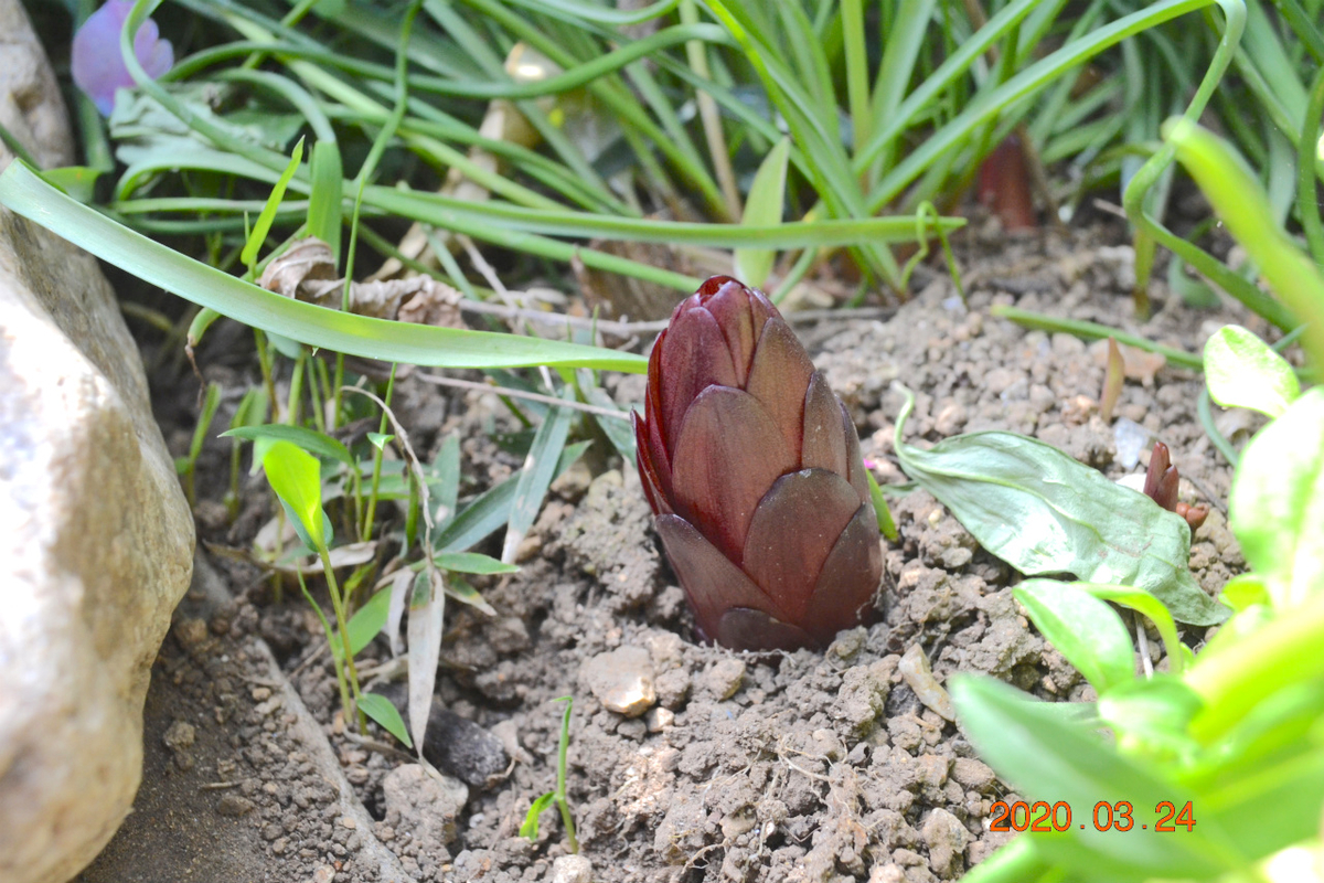 f:id:masatdm1951:20200324204031j:plain f:id:masatdm1951:20200324204031j:plain