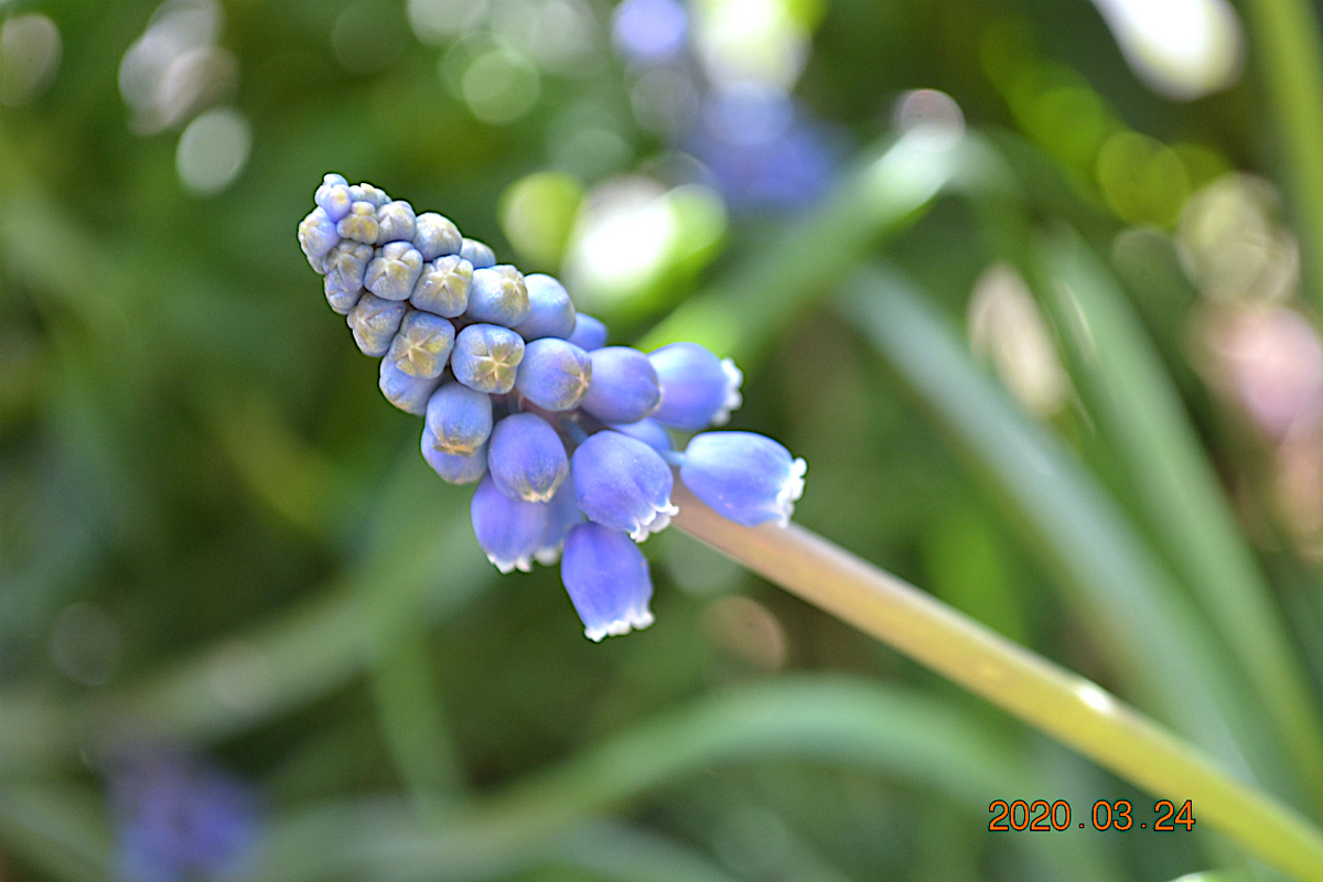 f:id:masatdm1951:20200324204141j:plain f:id:masatdm1951:20200324204141j:plain