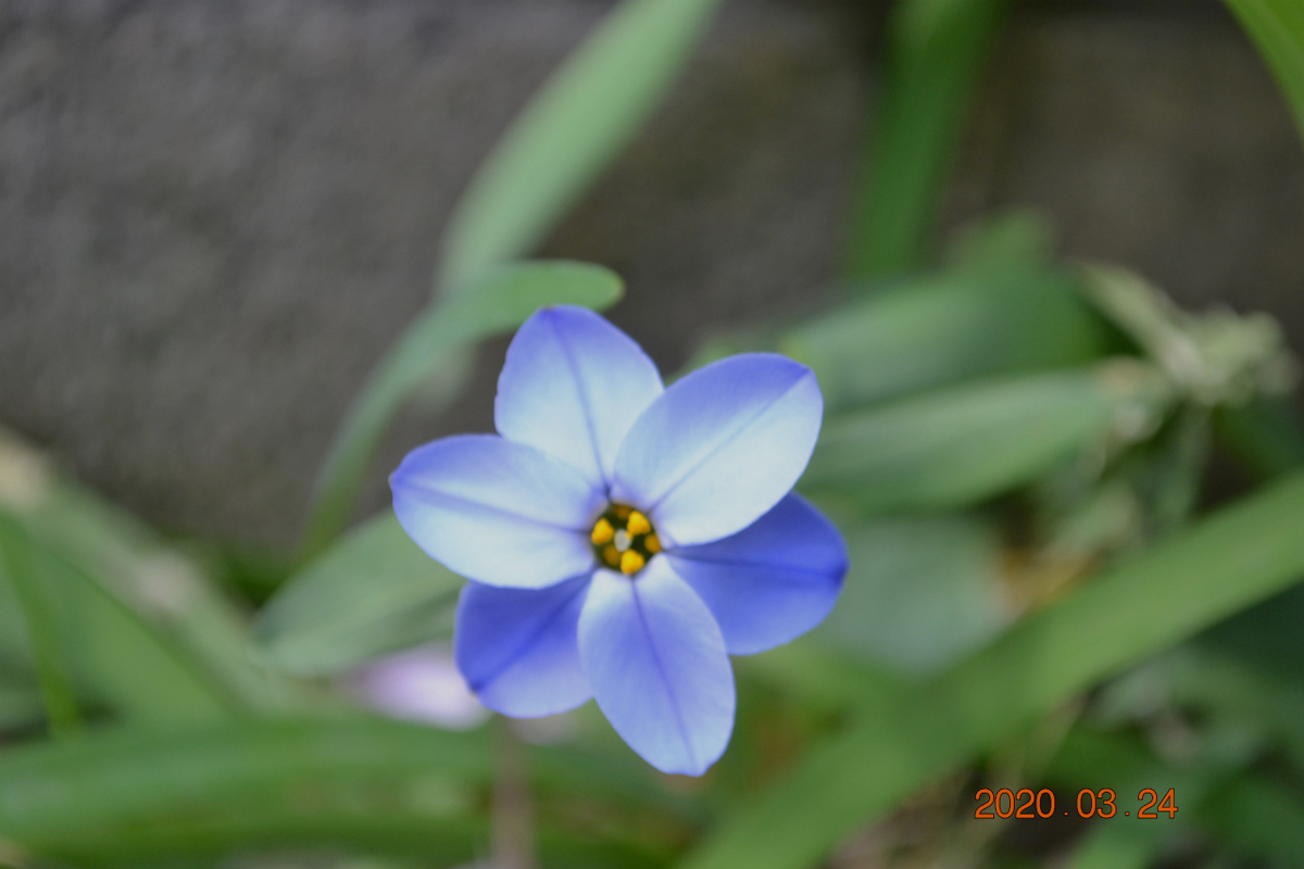 f:id:masatdm1951:20200324204153j:plain f:id:masatdm1951:20200324204153j:plain