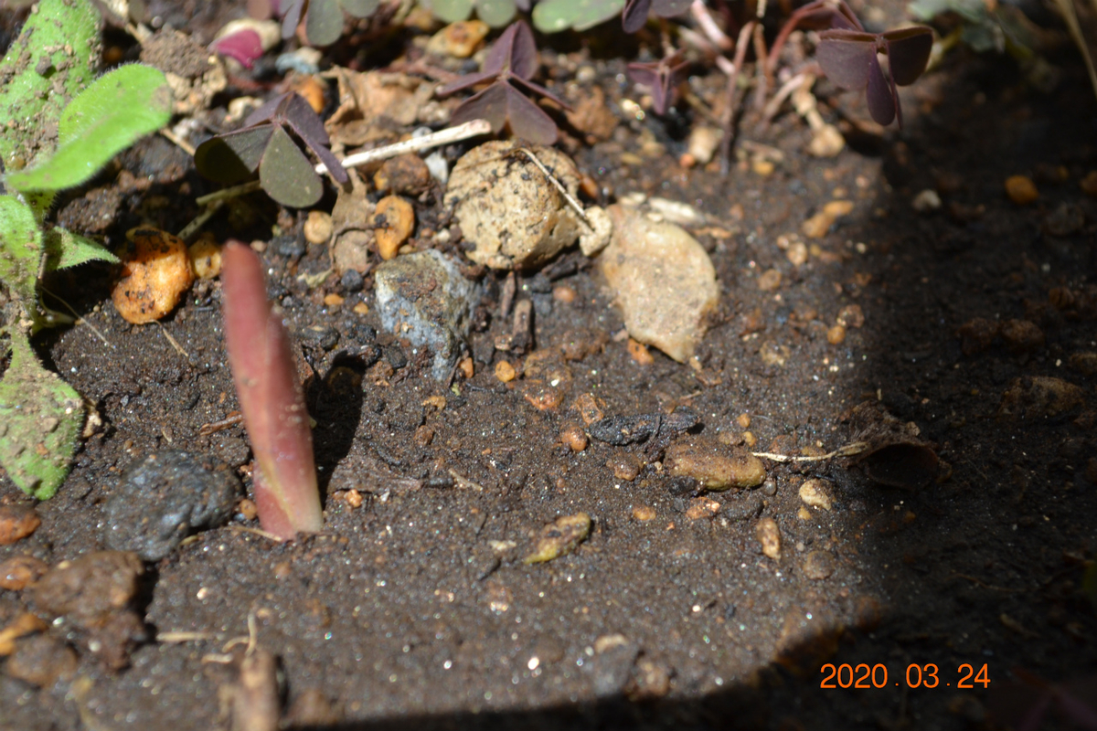 f:id:masatdm1951:20200324204217j:plain f:id:masatdm1951:20200324204217j:plain