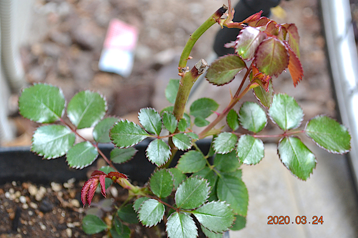 f:id:masatdm1951:20200324204254j:plain f:id:masatdm1951:20200324204254j:plain