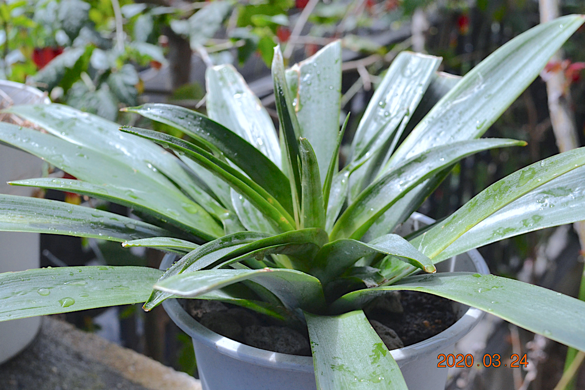 f:id:masatdm1951:20200324204316j:plain f:id:masatdm1951:20200324204316j:plain