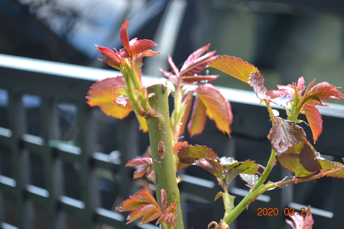 f:id:masatdm1951:20200324204327j:plain f:id:masatdm1951:20200324204327j:plain