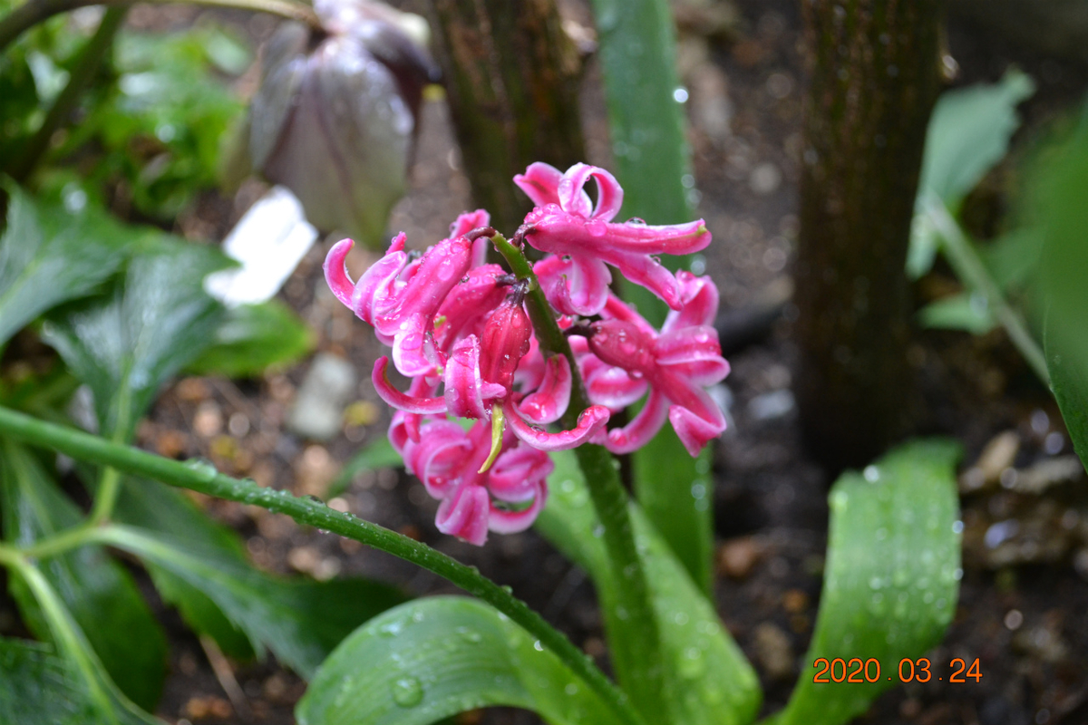 f:id:masatdm1951:20200324204336j:plain f:id:masatdm1951:20200324204336j:plain