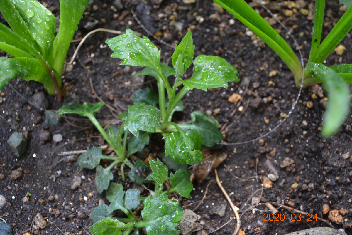 f:id:masatdm1951:20200324204346j:plain f:id:masatdm1951:20200324204346j:plain