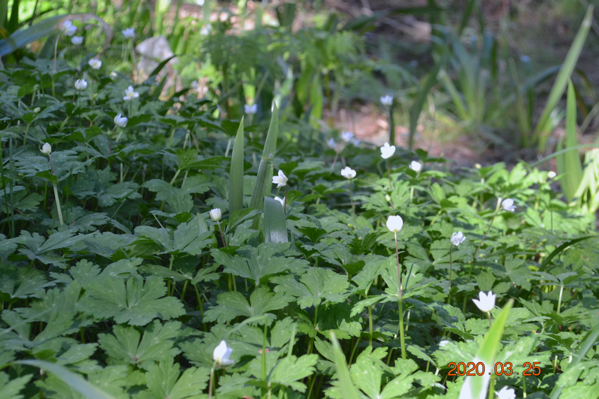 f:id:masatdm1951:20200325204523j:plain f:id:masatdm1951:20200325204523j:plain