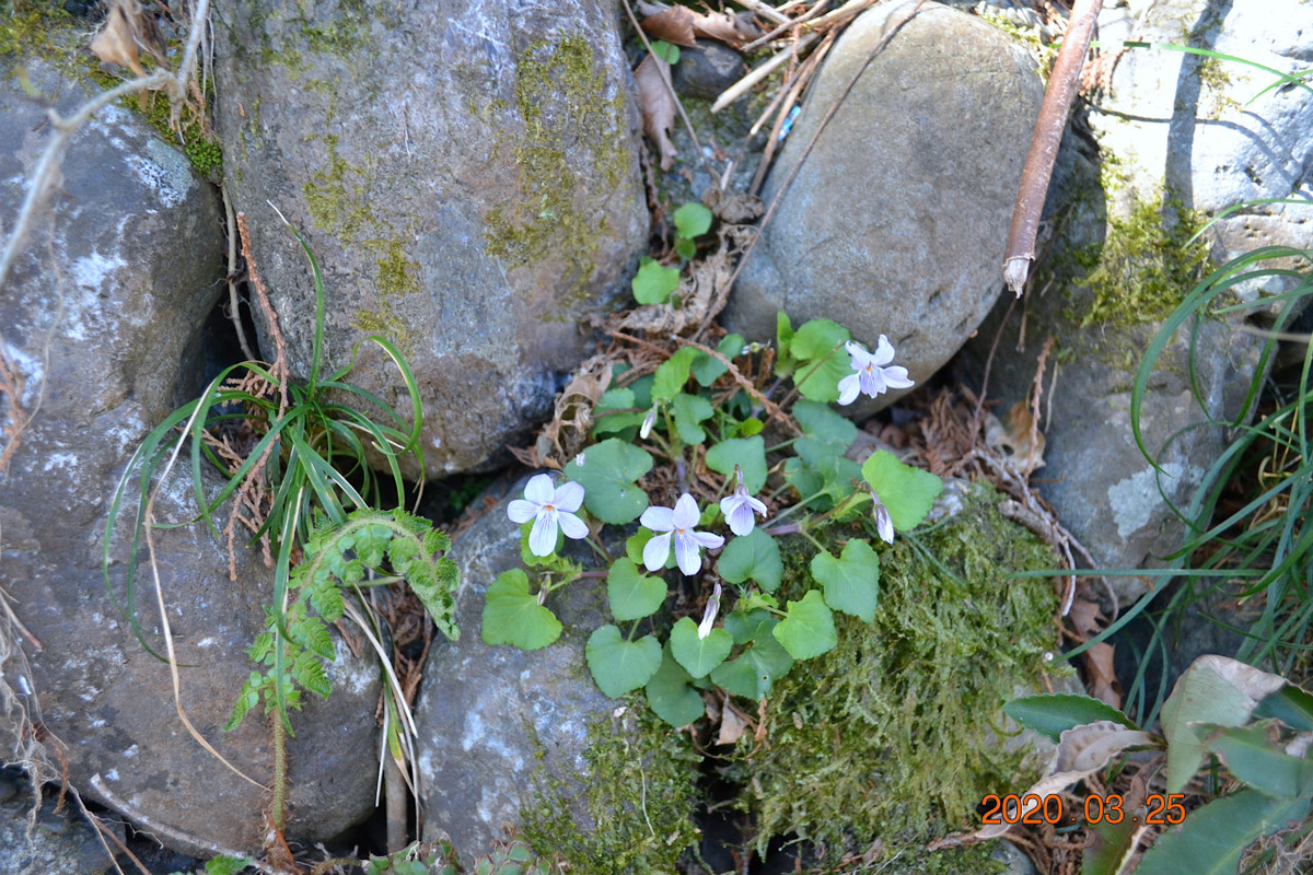 f:id:masatdm1951:20200325204610j:plain f:id:masatdm1951:20200325204610j:plain