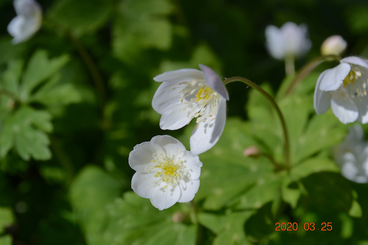 f:id:masatdm1951:20200325204638j:plain f:id:masatdm1951:20200325204638j:plain