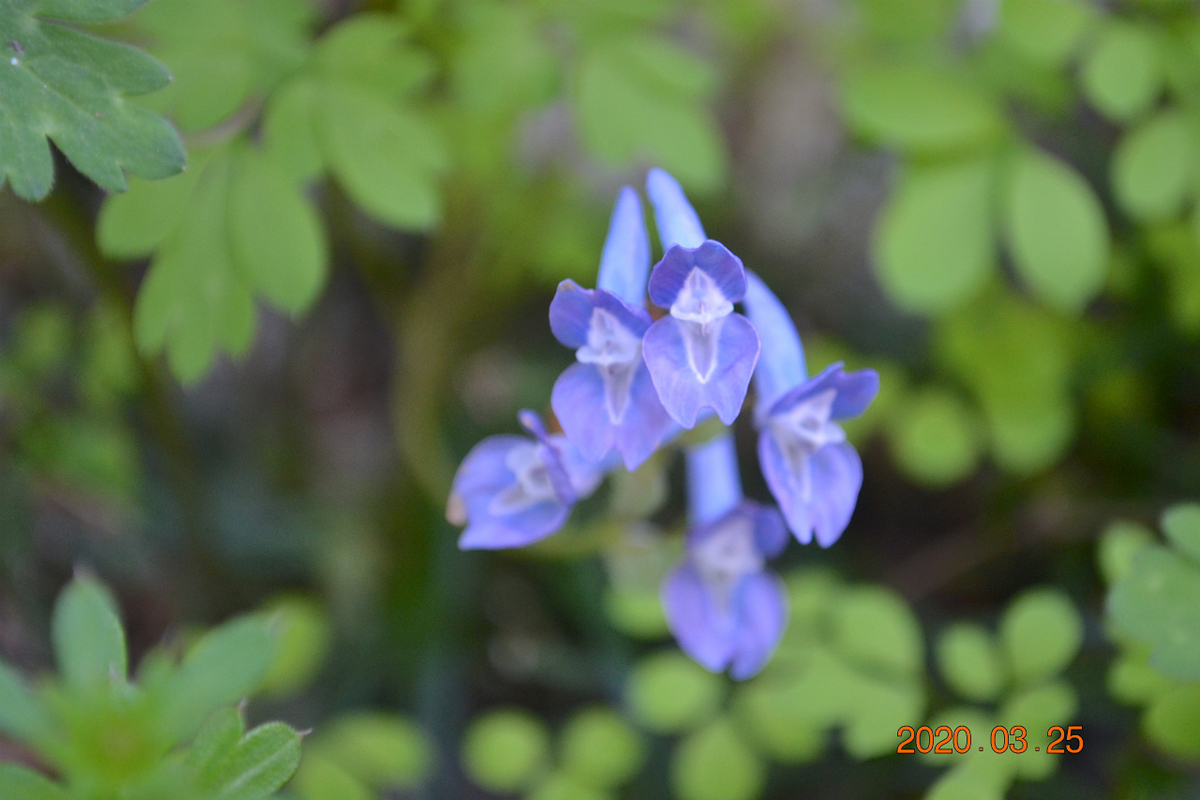 f:id:masatdm1951:20200325204837j:plain f:id:masatdm1951:20200325204837j:plain