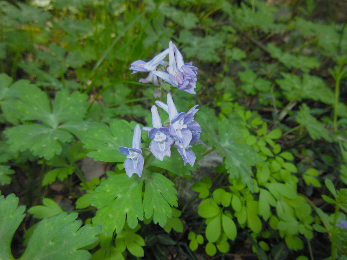 f:id:masatdm1951:20200325204908j:plain f:id:masatdm1951:20200325204908j:plain