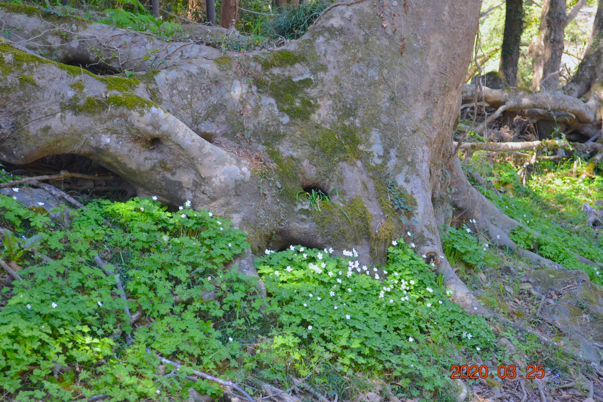 f:id:masatdm1951:20200325204928j:plain f:id:masatdm1951:20200325204928j:plain