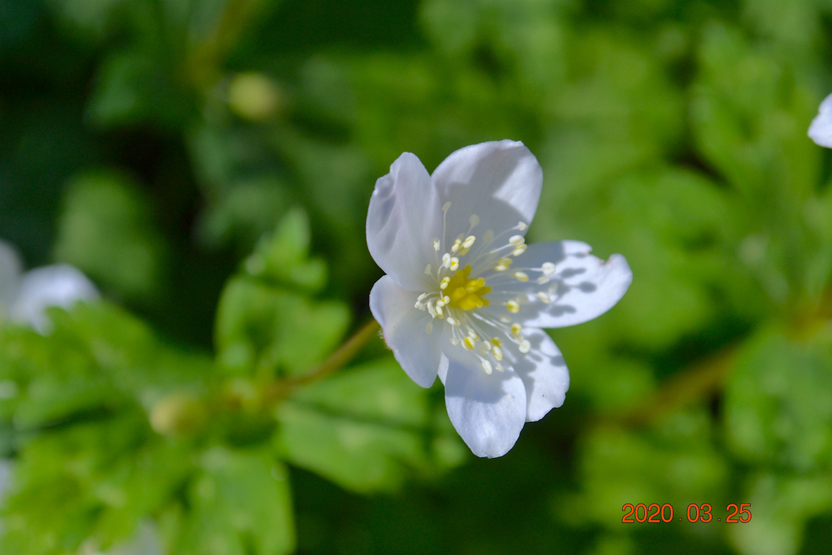 f:id:masatdm1951:20200325204959j:plain f:id:masatdm1951:20200325204959j:plain