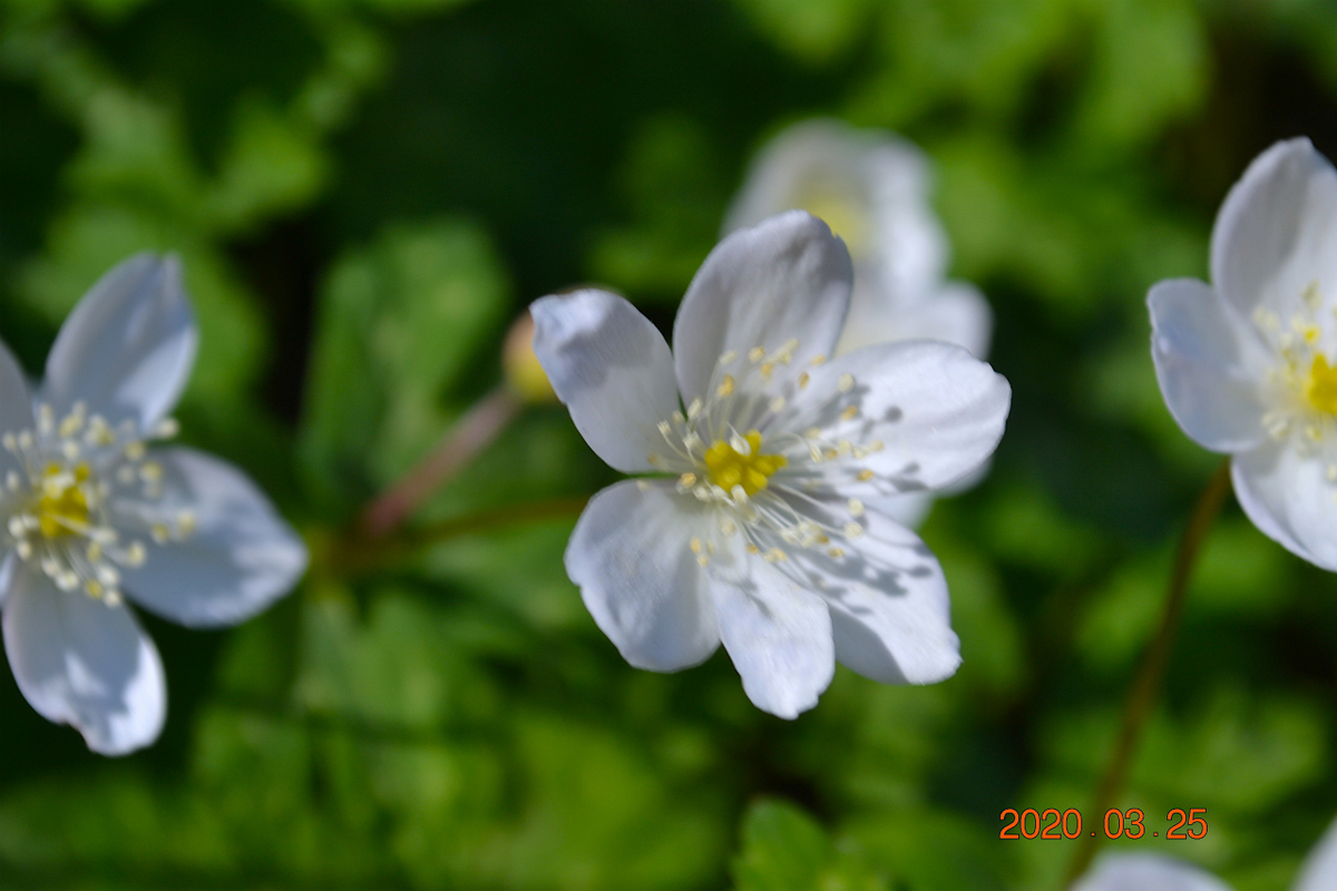 f:id:masatdm1951:20200325205047j:plain f:id:masatdm1951:20200325205047j:plain