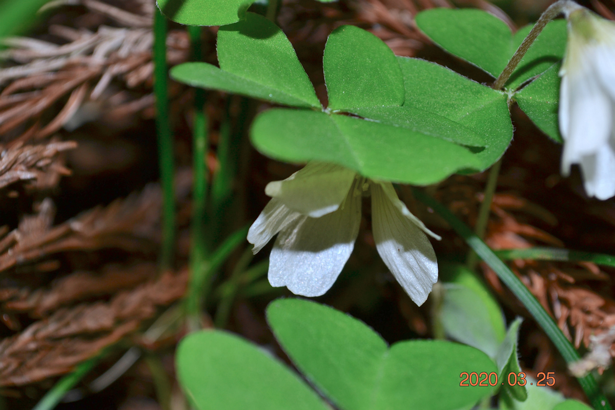 f:id:masatdm1951:20200325205210j:plain f:id:masatdm1951:20200325205210j:plain