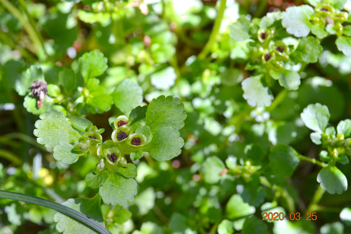 f:id:masatdm1951:20200325205355j:plain f:id:masatdm1951:20200325205355j:plain