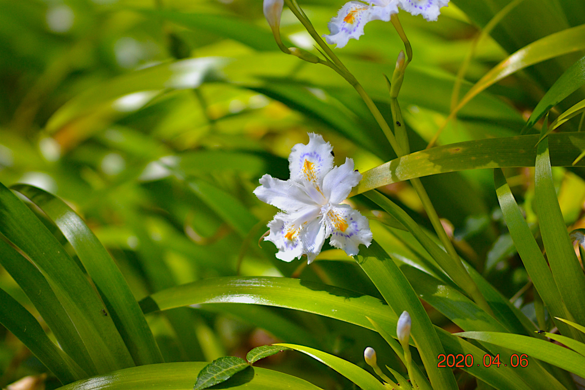 f:id:masatdm1951:20200406215355j:plain