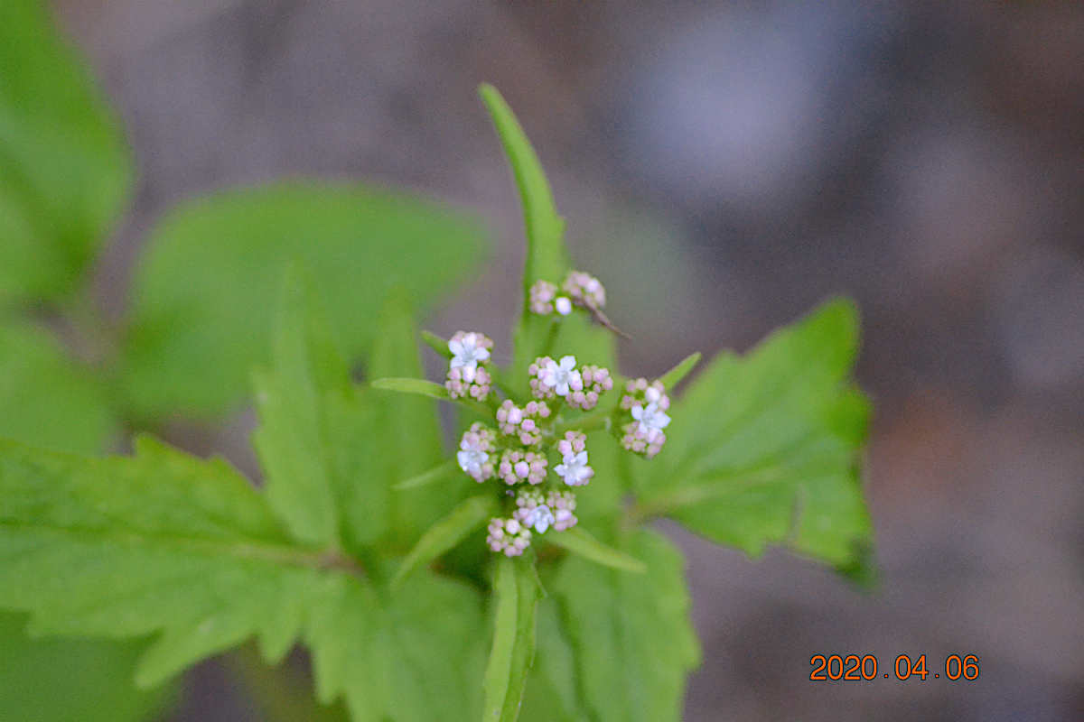 f:id:masatdm1951:20200406215526j:plain