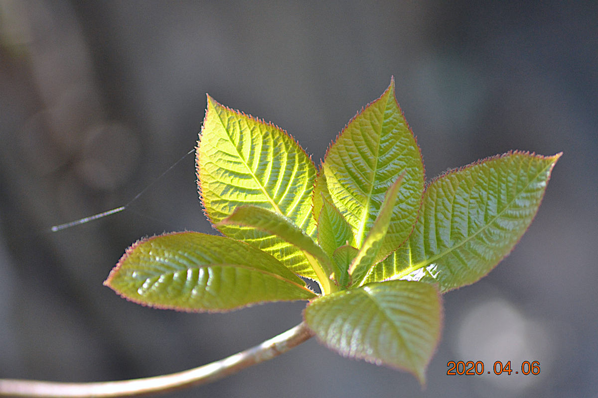 f:id:masatdm1951:20200406215708j:plain