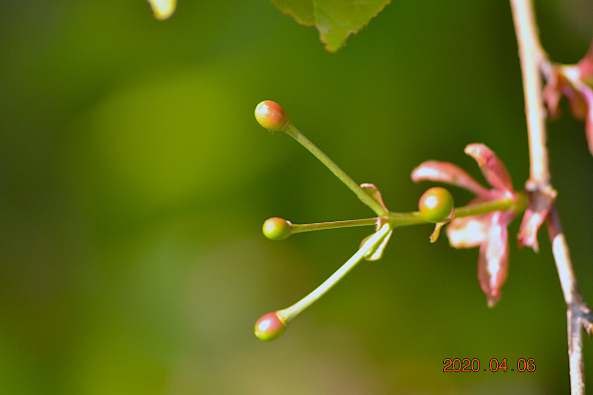 f:id:masatdm1951:20200406215728j:plain