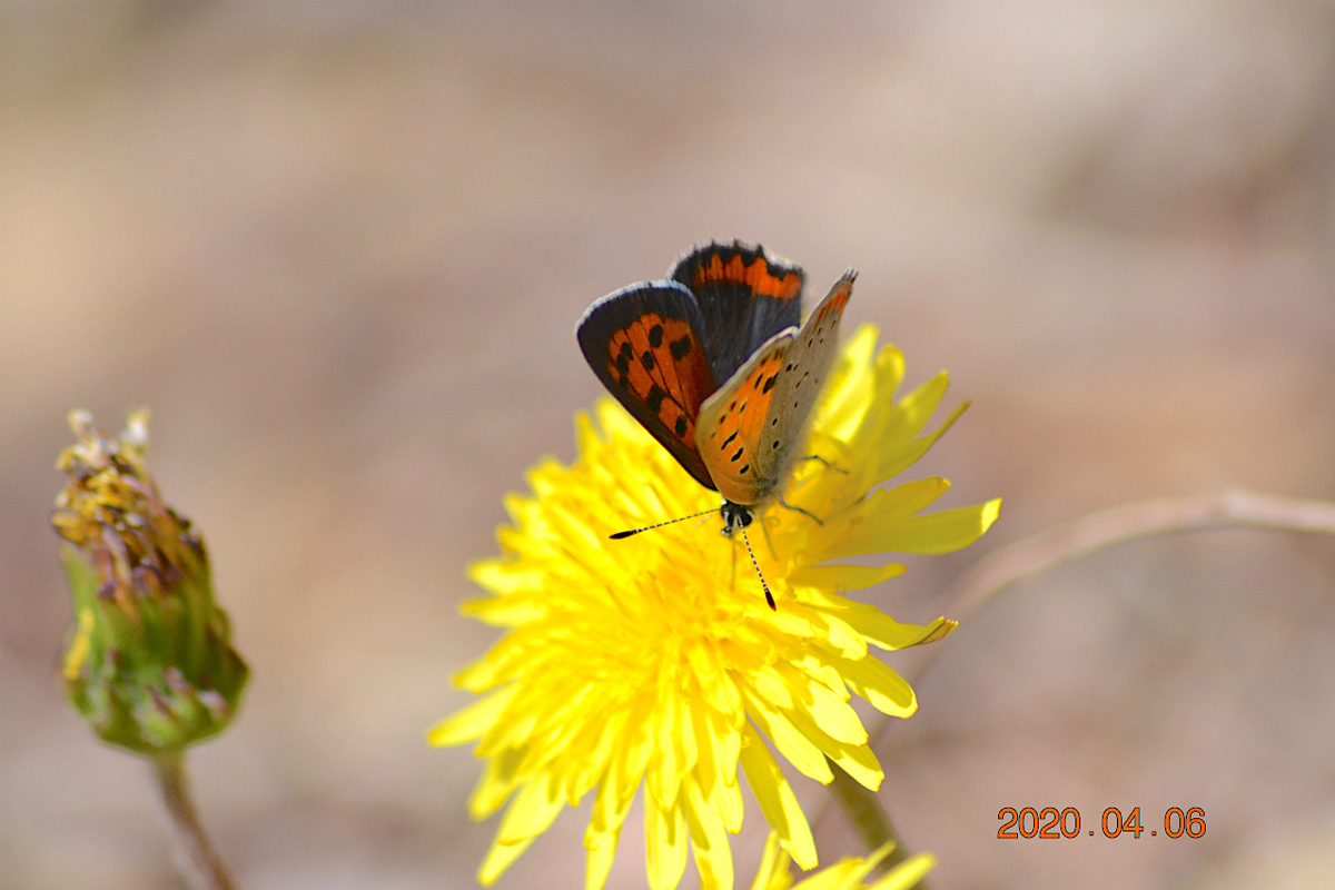 f:id:masatdm1951:20200406215846j:plain