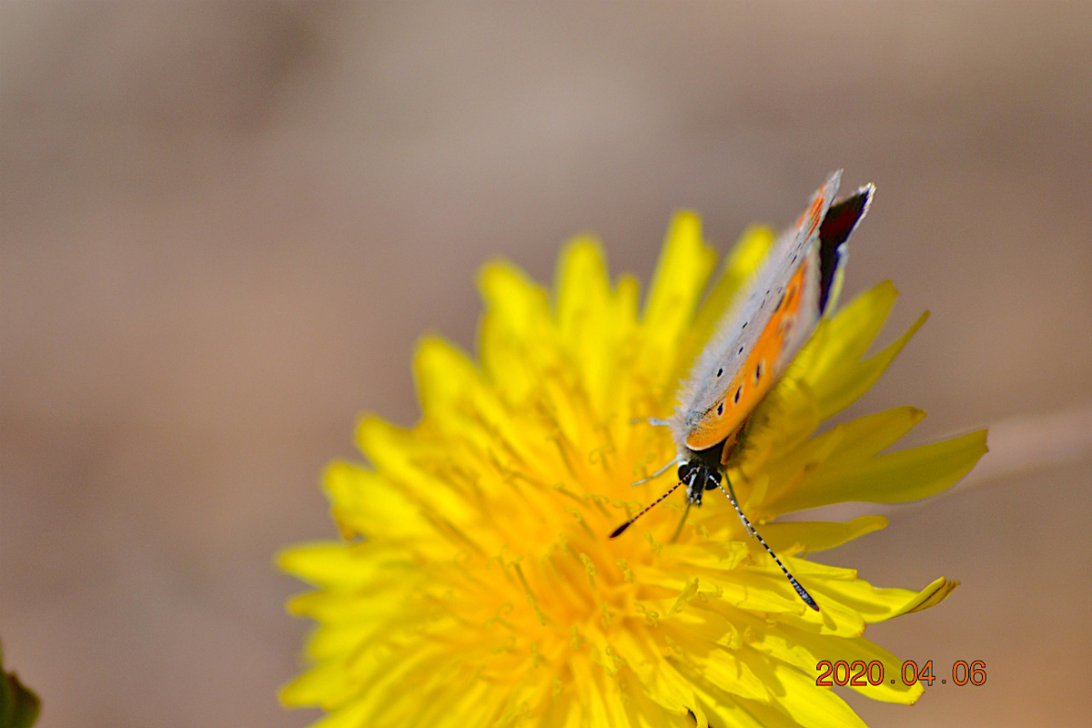 f:id:masatdm1951:20200406215922j:plain