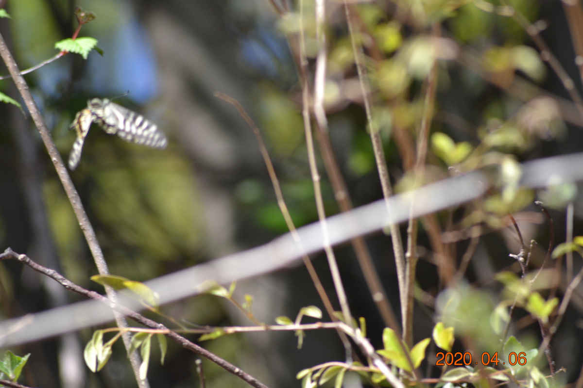 f:id:masatdm1951:20200406215944j:plain