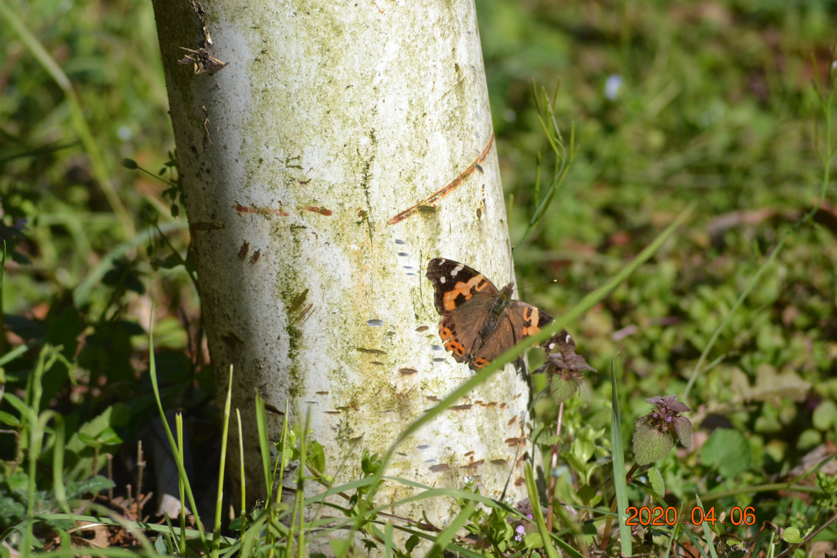 f:id:masatdm1951:20200406220051j:plain